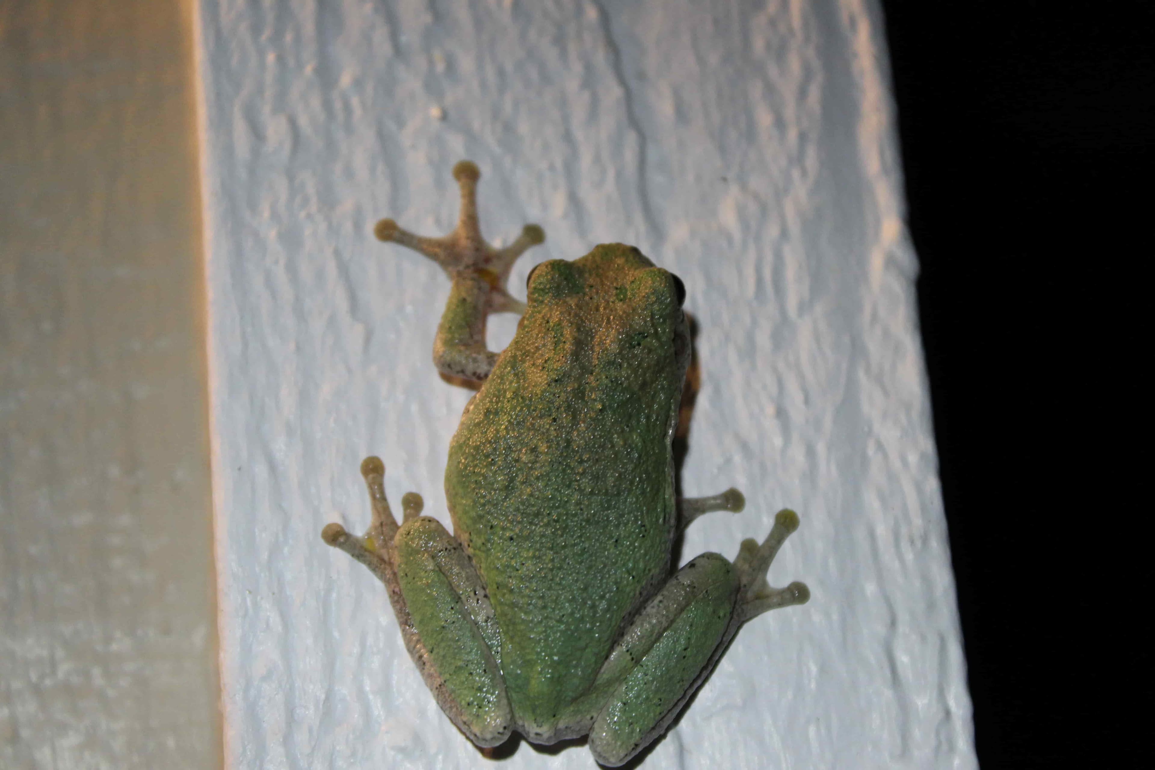 Burgers from mystery!