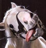 dave (or tony pizza i guess)