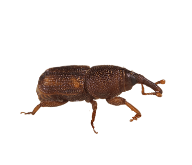 weevil